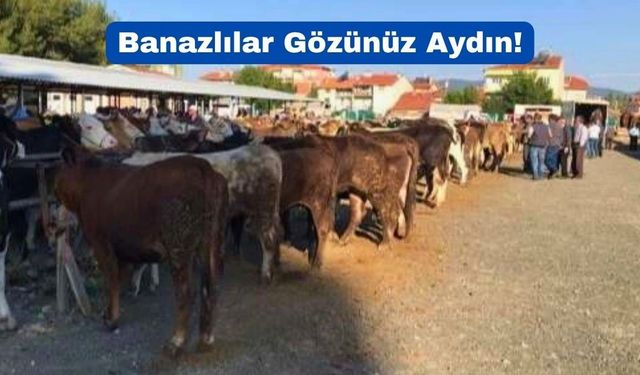 Uşak’ın Banaz İlçesinde Hayvan Pazarı Bugün Açılıyor