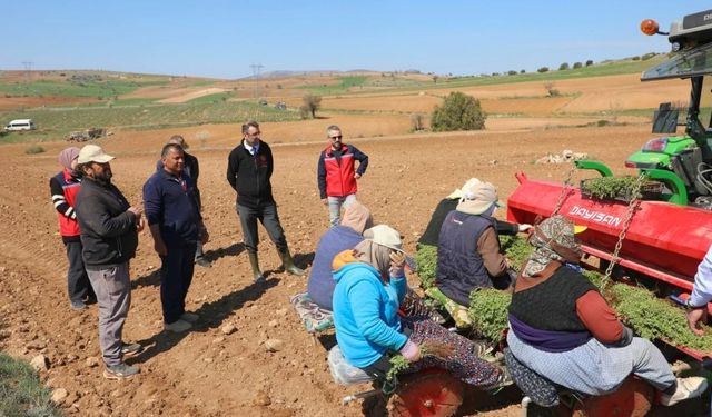Uşak Kekik Üretiminde Türkiye’de 2. Sırada Yer Alıyor