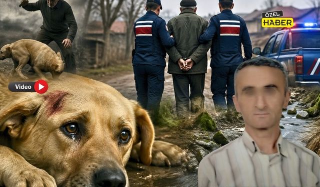 Hayvana işkence Yapan Şahıs Gözaltına Alındı