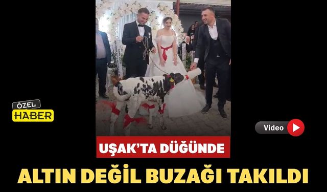 Uşak’ta Düğünde Altın Değil Buzağı Takıldı