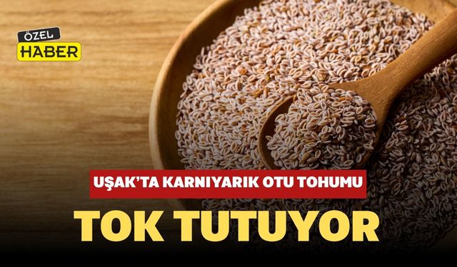 Uşak’ta Karnıyarık Otu Tohumu Tok Tutuyor, Sindirimi Destekliyor