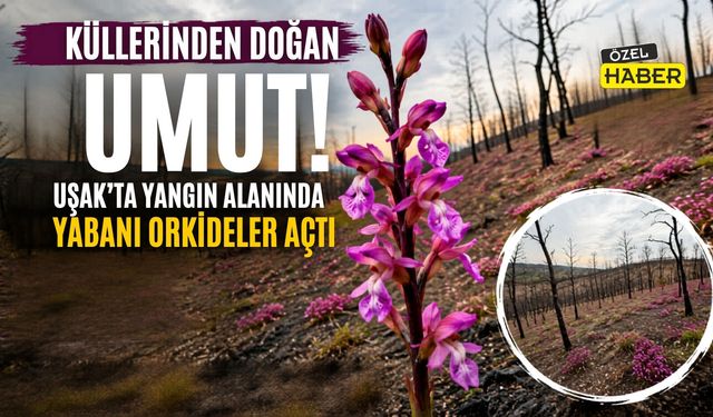 Yanmış Toprakta Hayat: “Uşak’ta Orkideler Umut Oldu”