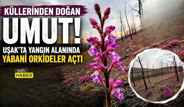 Yanmış Toprakta Hayat: “Uşak’ta Orkideler Umut Oldu”
