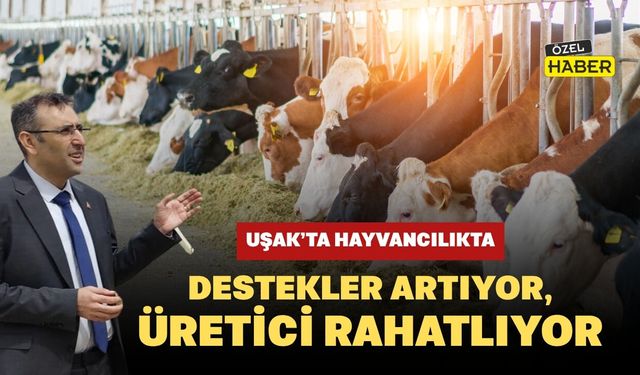 Uşak’ta Hayvancılıkta Destekler Artıyor, Üretici Rahatlıyor