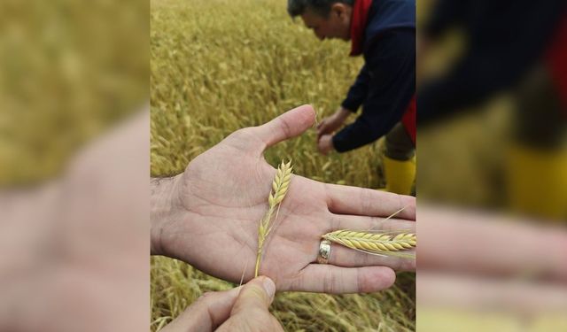 Uşak’ta Dolu Vurdu Ekinler Kurudu
