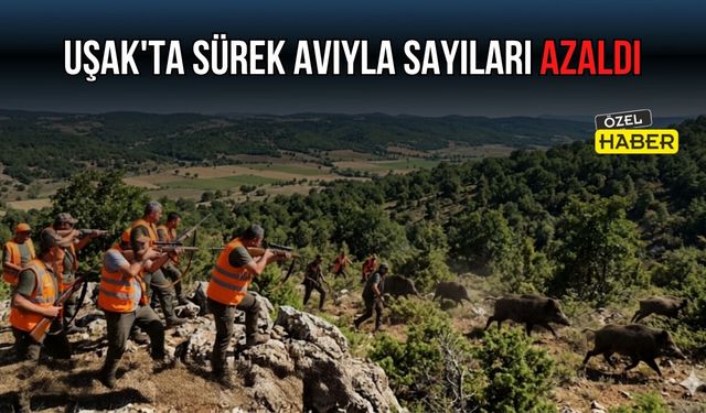 Uşak’ta Sürek Avıyla Sayıları Azaldı