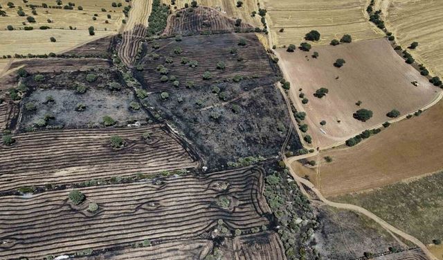 Uşak'ta 600 Dekar Ekili Alan Alevlere Teslim Oldu