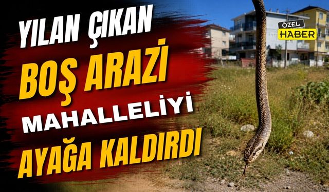 Yılan Çıkan Boş Arazi Mahalleliyi Ayağa Kaldırdı