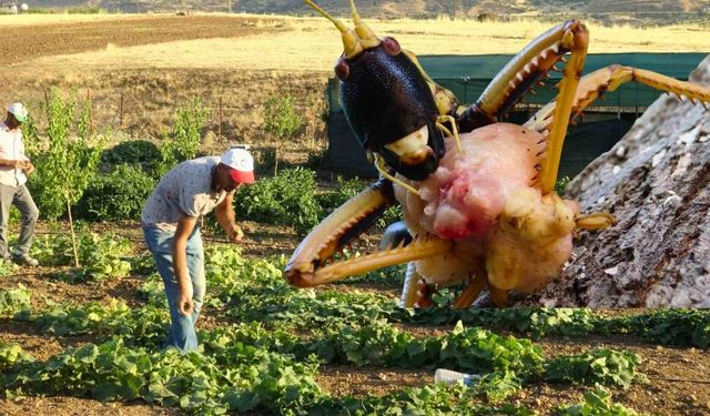 Uşak Tarım ve Orman Müdürlüğü Çekirge İstilasını Yalanladı