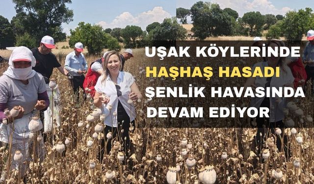 Uşak Köylerinde Haşhaş Hasadı Başladı