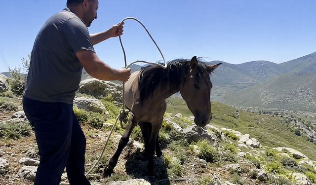 Kan Donduran İddia! Yılkı Atlarını Yakalayıp Etini Satıyorlar
