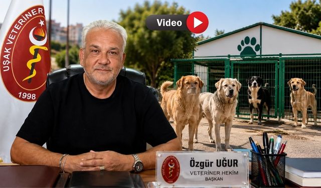 Uşak’ta Sokak Köpekleri Neden Azaldı? İşte Nedeni