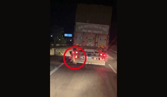 Bir Köpeğe Yapılan Zulmün Fotoğrafı