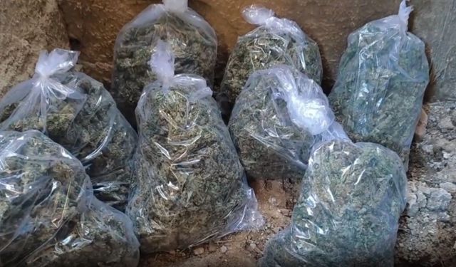 217 Bin Kök Kenevir İmha Edildi