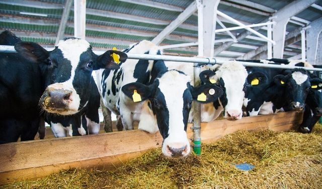 Uşak’ta Süt Üreticilerine Kritik Uyarı: Son Gün 1 Ekim