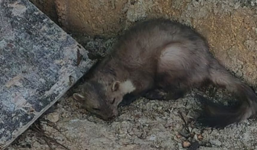 Fethiye'de evlerin arasında  kaya sansarı görüntülendi