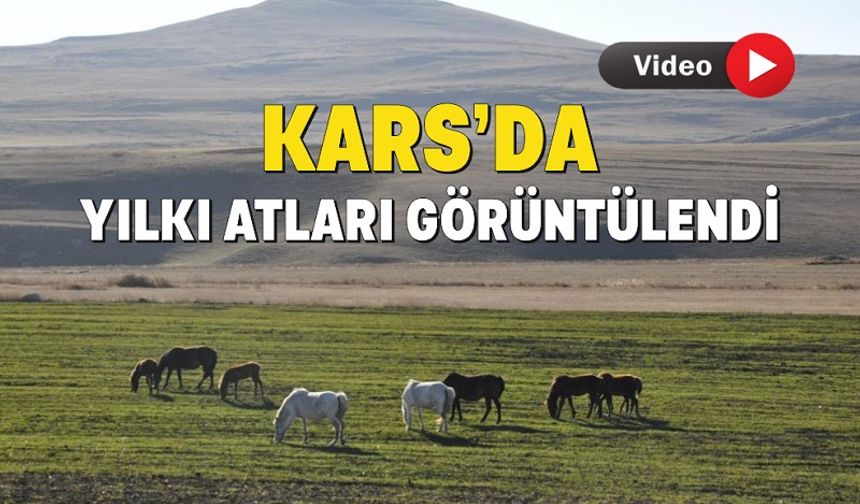 Kars’ta yılkı atları görüntülendi