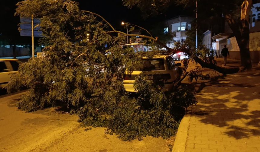 Otomobilin üzerine ağaç devrildi