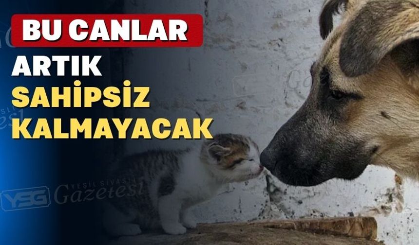 Uşak’ta sokak hayvanları sahipsiz kalmayacak