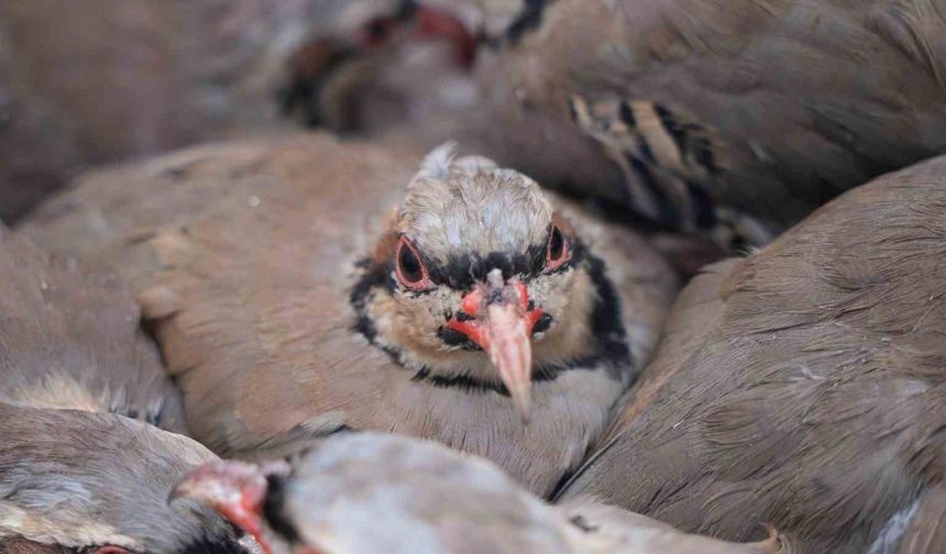 Kenelere karşı mücadeleye devam: 1 milyona yakın keklik doğaya salındı