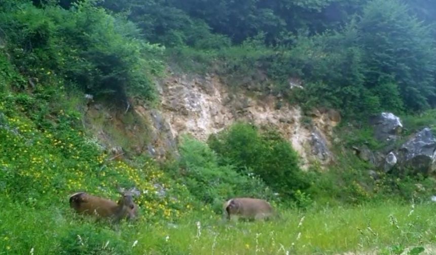 Kızıl geyikler fotokapana yakalandı