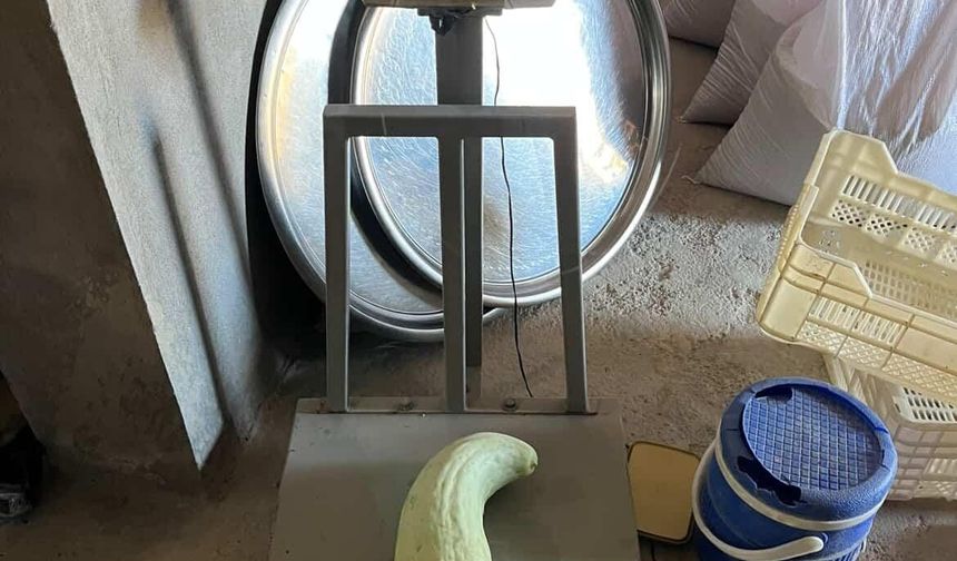 Elazığ’da 4,5 kiloluk dev acur hayrete düşürdü