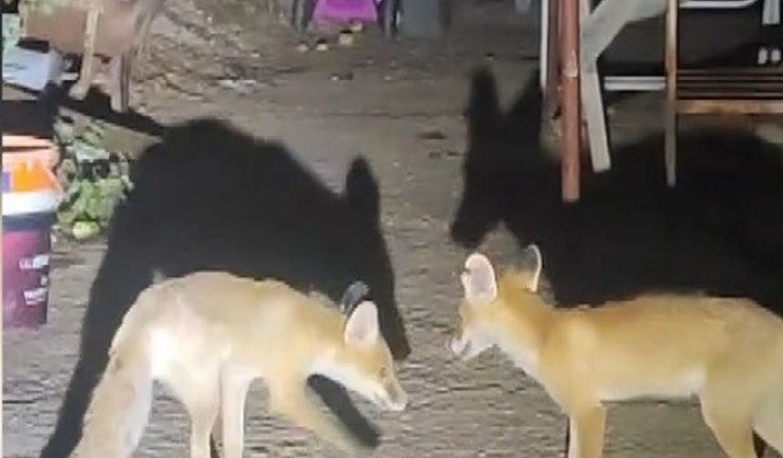 İki tilki her akşam yemek için aynı evde