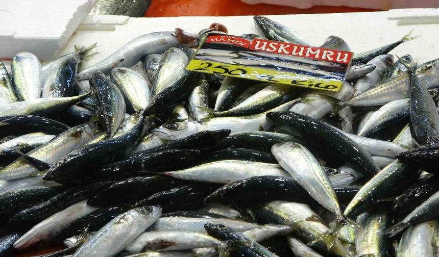 Balıkçılardan müjde: Fiyatlar düştü, ekimde bolluk olacak