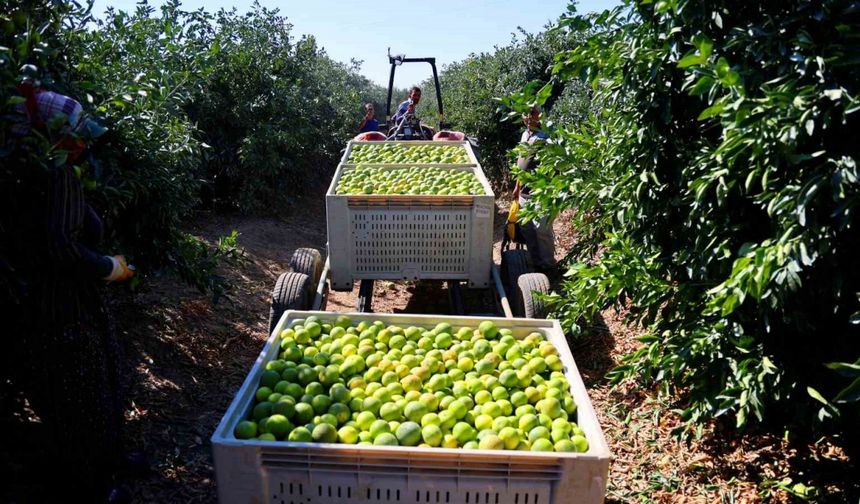 Mandalina hasadında verim yüksek: Kilosu 8-15 TL arasında