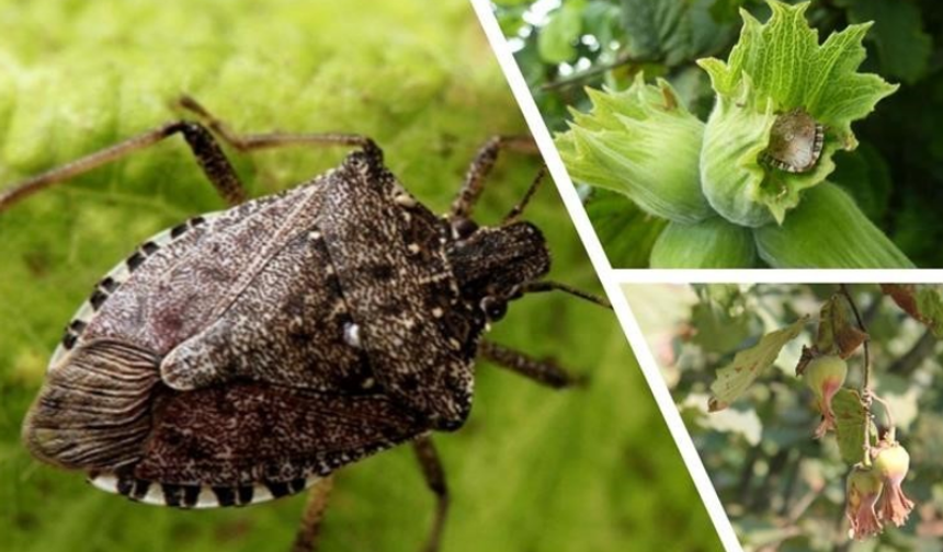 Kadife çiçeği ve soğanla kokarcaya doğal silah