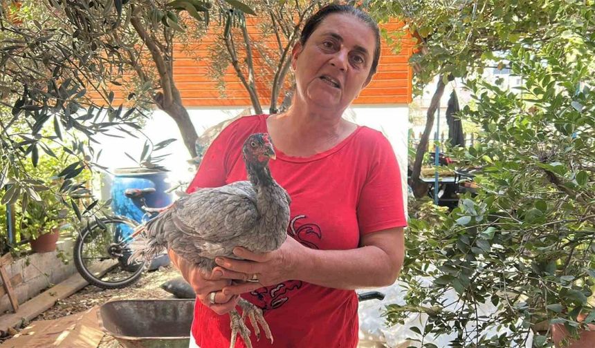 Kümesindeki mavi yumurtlayan 2 tavuğuna 10 yıldır gözü gibi bakıyor
