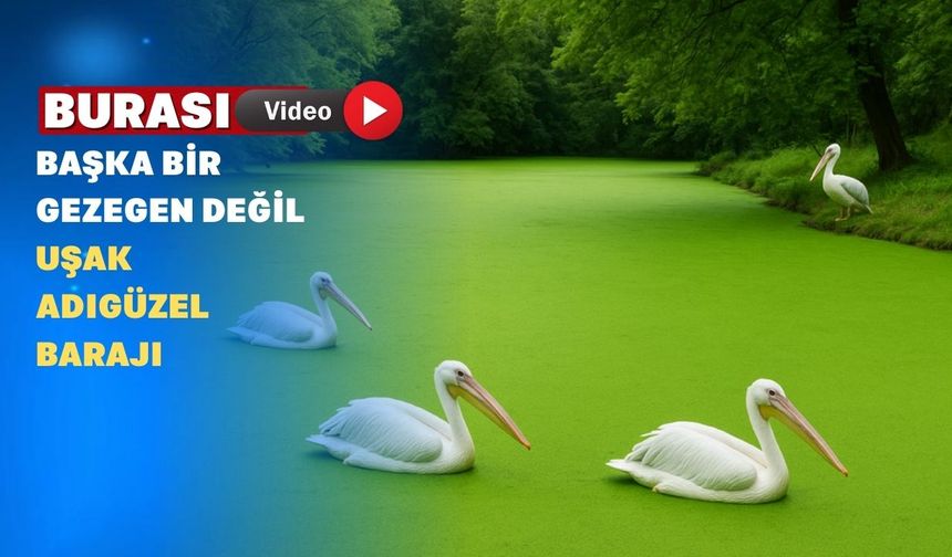 Uşak Adıgüzel Barajı’nda Suyun Rengi Yeşile Döndü