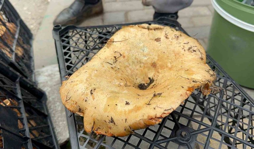 Yağmur bereketli geldi fiyatı 300 liradan 100 liraya düştü