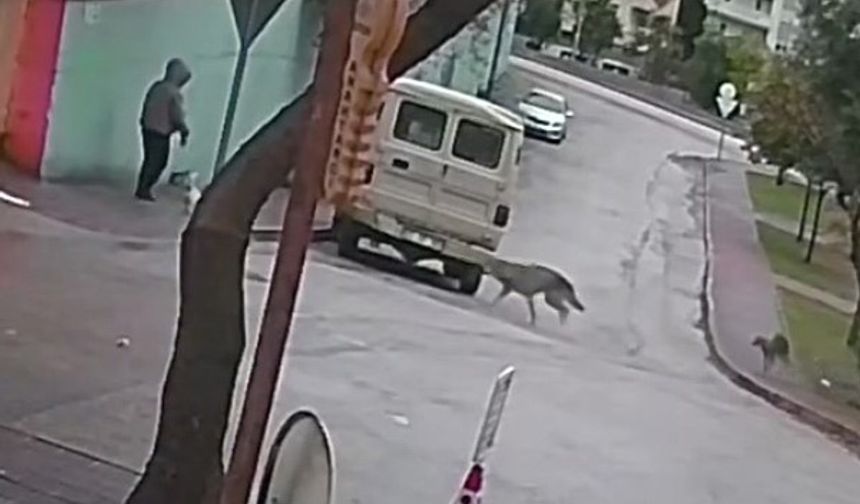 Kurt köpekleri küçük köpeği bulunan kadını yere düşürdü