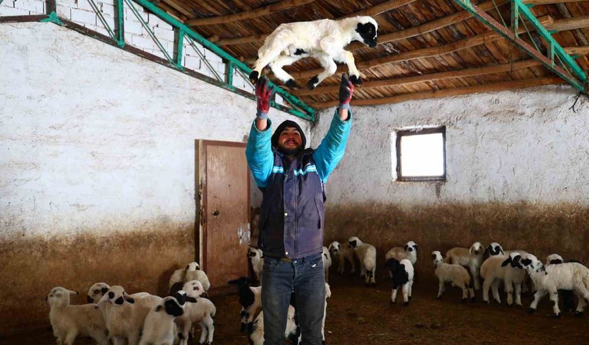 Soğuk havaların etkisiyle kuzu doğumları da arttı