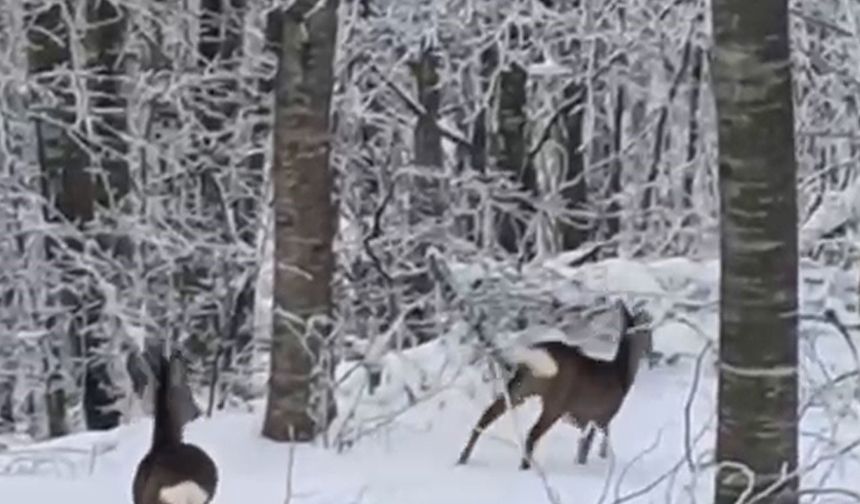 Yaban hayvanları için dağa çıktı