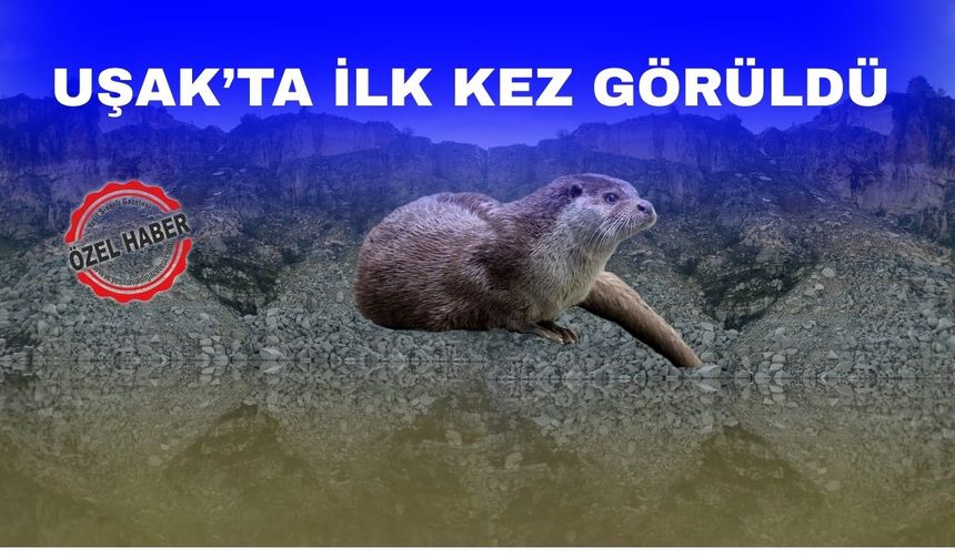 “Uşak’ta Su Samuru Görüldü” İddiası