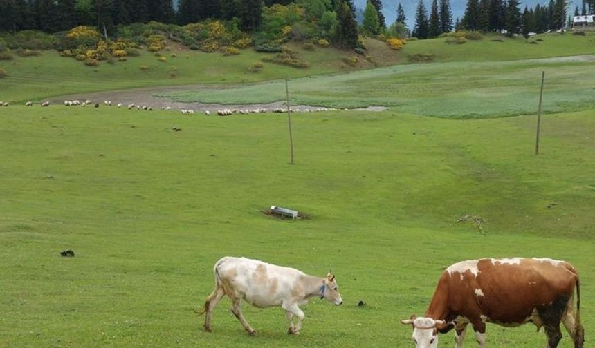 Uşak’ta büyük ve küçükbaş hayvan otlatma ücreti belli oldu