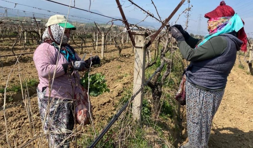 Komşu İlçenin Bağları Yeniden Canlandı