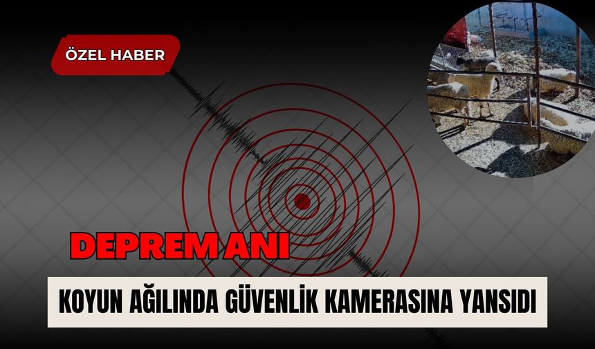 Deprem Anı Koyun Ağılında Güvenlik Kamerasına Yansıdı