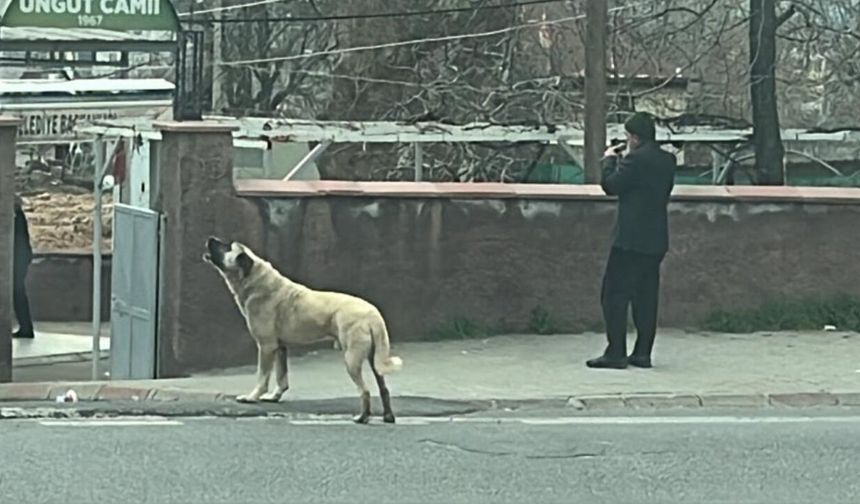Ezanla Birlikte Uluyan Köpek Olay Yarattı