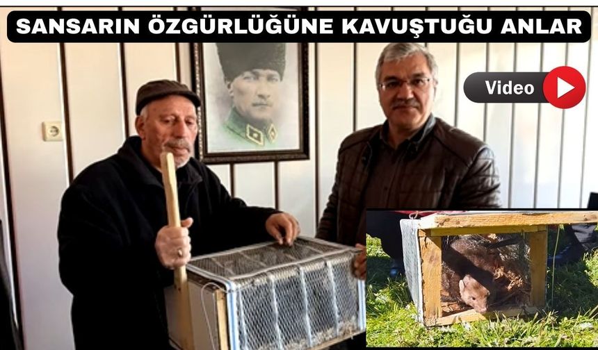 Uşaklı Çiftçinin yakaladığı sansar doğaya bırakıldı