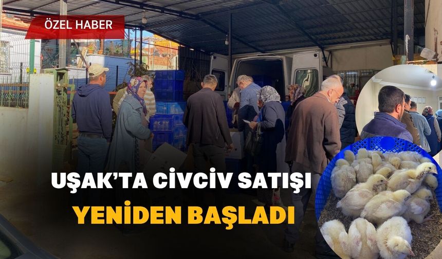 Uşak’ta Civciv Satışı Yeniden Başladı