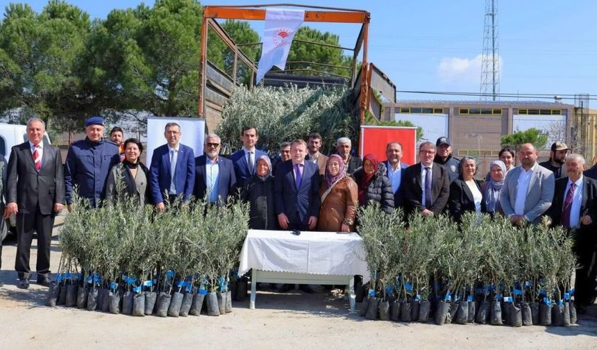 Uşak Dev Bir Zeytinlik Alanı Oluyor