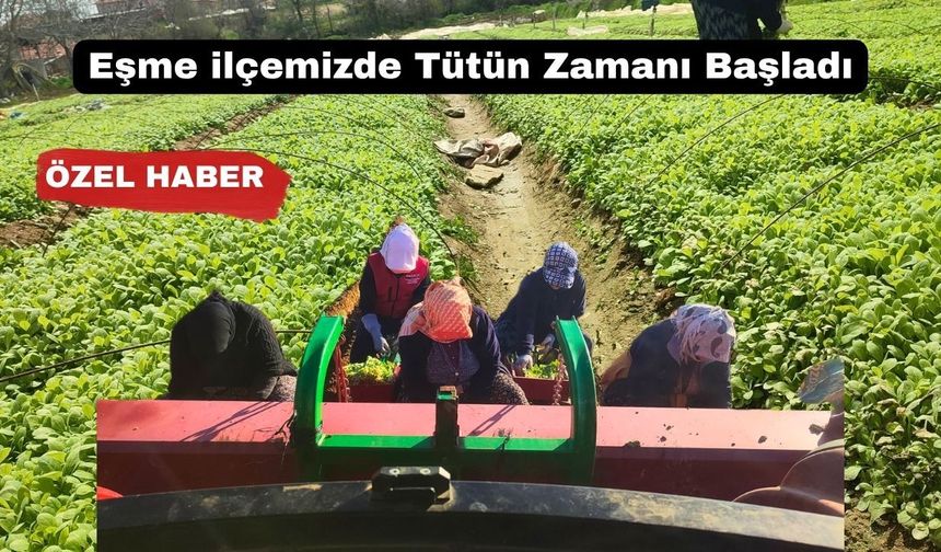 Uşak’ın Eşme İlçesinde Tütün Üretimi Başladı