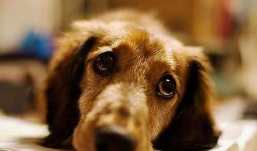 Uşak Valiliği Köpeğe İşkence Olayı Hakkında İşlem Başlattı