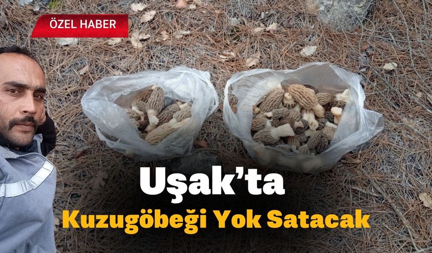 Uşak’ta Kuzugöbeği Yok Satacak