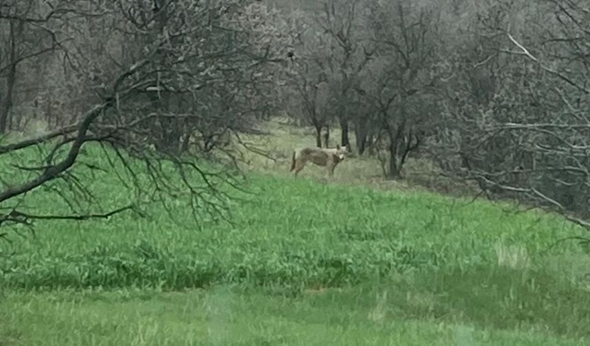 Uşak'ta Koruluk Alanlarda Kurt Alarmı