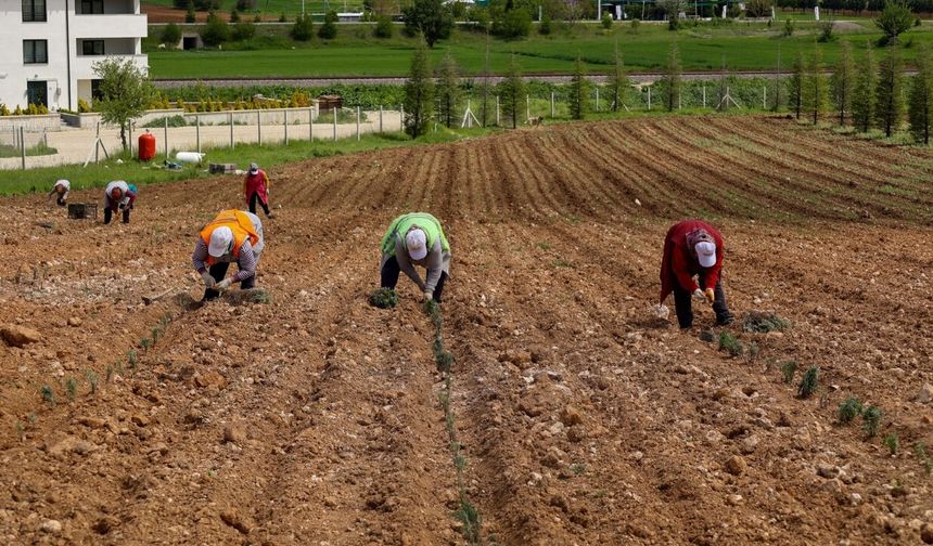 Uşak’ta Mis Kokulu Dönüşüm: Bölme’ye Lavanta Dokunuşu
