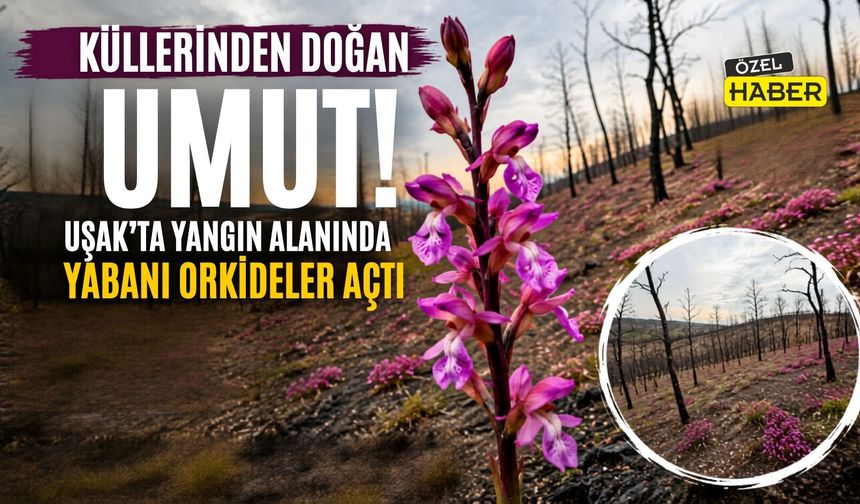 Yanmış Toprakta Hayat: “Uşak’ta Orkideler Umut Oldu”